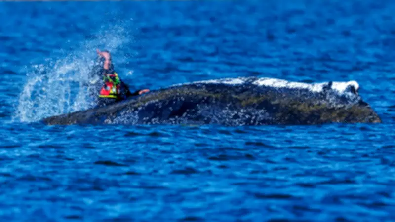 Timmy-Debatte: Wal-Rettung oder falsche Prioritäten? Ein Streitgespräch