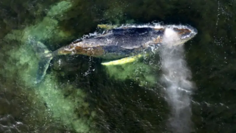 Timmy-Demo in Wismar: Minister Backhaus stellt sich wütenden Wal-Schützern