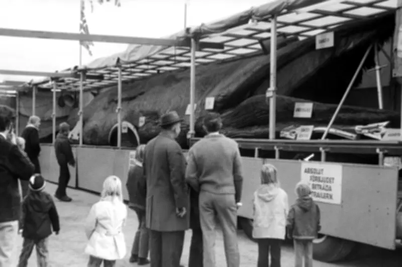 Toter Wal als DDR-Attraktion: „Unvergesslich“ für Besucher