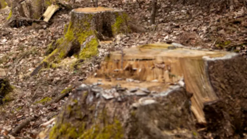 Tragödie bei Waldarbeiten: 69-Jähriger in Bayern von Baum erschlagen