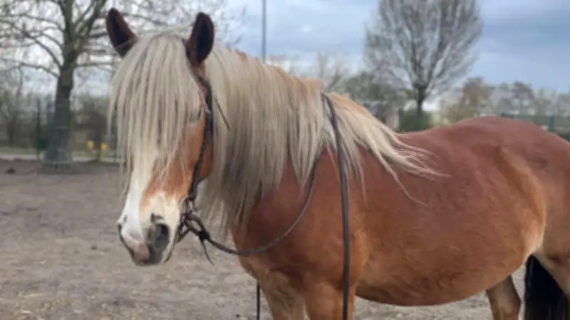 Tragödie im Tiergehege: Besucher füttern Pferd mit Brot - Tier stirbt qualvoll