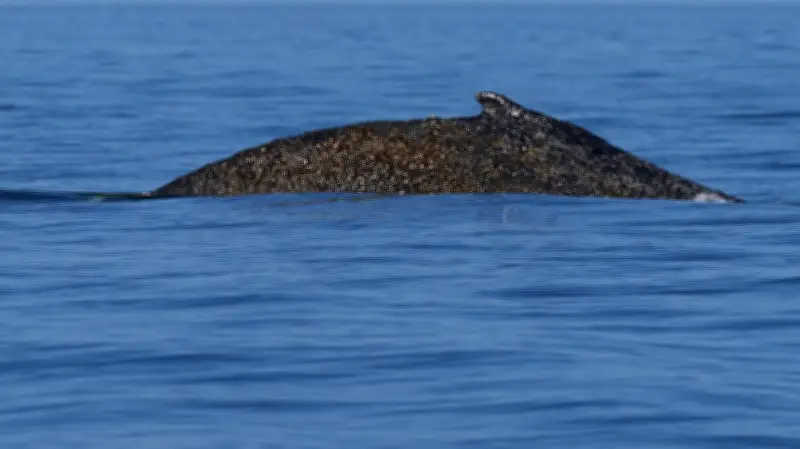 Tragödie in der Ostsee: Gestrandeter Buckelwal vor Poel gibt letzte Lebenszeichen von sich