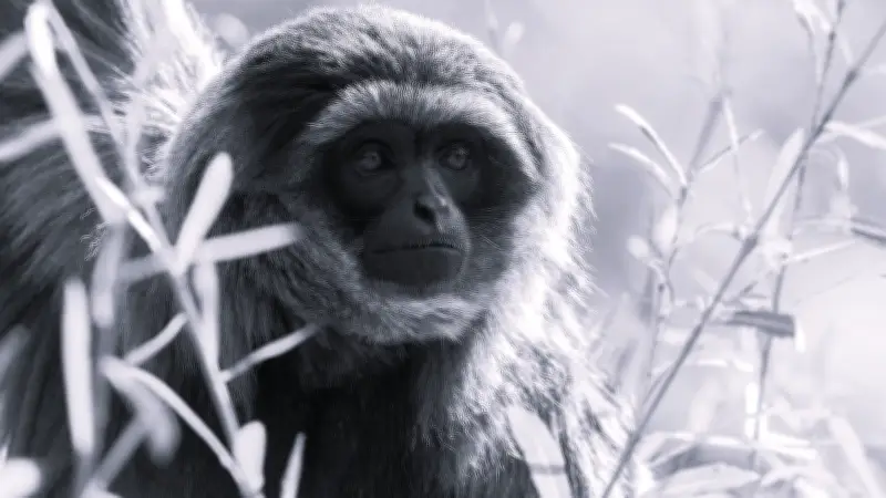 Tragischer Unfall im Zoo Halle: Junger Silbergibbon ertrinkt in Wasserbecken