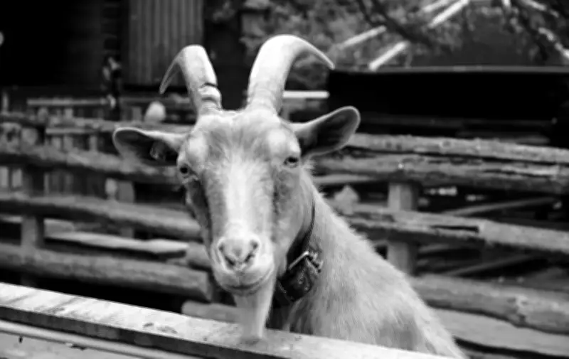 Trauer im Tiergehege Reuden: Besucherliebling Bertha die Ziege ist verstorben