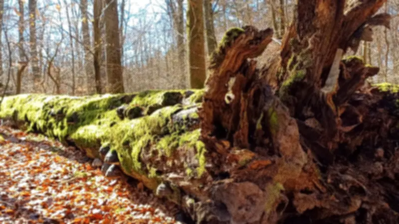 Traumhafter Märchenwald in der Uckermark: Geführte Wanderung durch Deutschlands ältesten Buchenwald