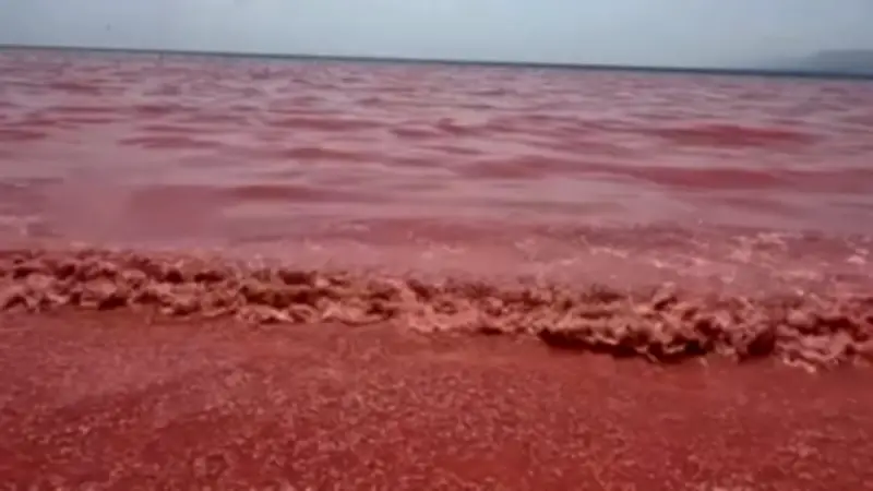 Trauriges Naturphänomen: Leichenteppich färbt Strand im Oman pink