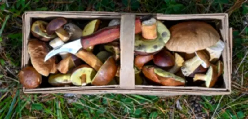 Tschernobyl-Folgen: Radioaktivität in deutschen Wäldern noch messbar