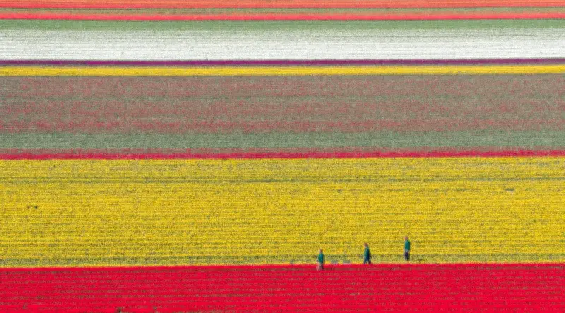 Tulpenfelder in Niedersachsen öffnen für einen Tag