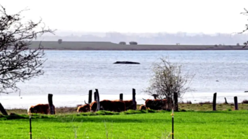 Umweltminister Backhaus gibt Update zur Wal-Rettung: Wie geht es mit Timmy weiter?