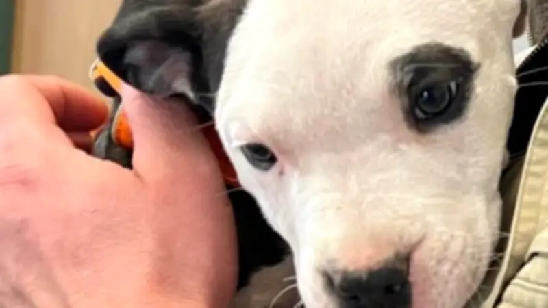 Undercover-Recherche: Tierschützer zeigen Veterinäramt an – Illegale Kampfhund-Vermittlung?