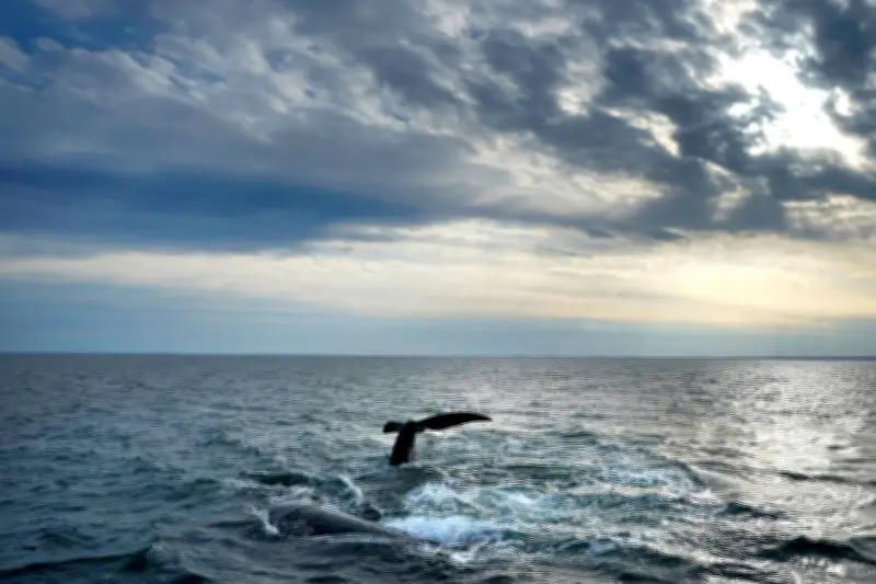 UNEP: Zehn Prozent der Ozeane nun geschützt - 30-Prozent-Ziel bis 2030 in weiter Ferne