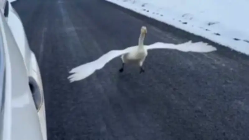 Ungewöhnliches Rennen: Schwan fordert Autofahrer auf isländischer Landstraße heraus