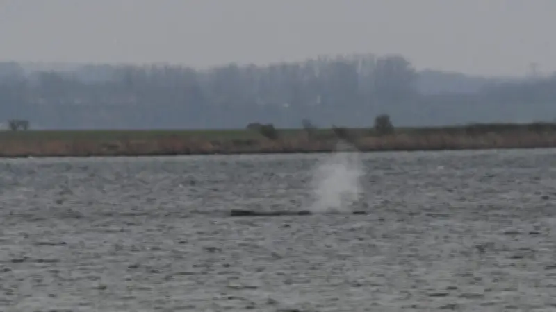 Unterirdische Walgesänge: Neuer Plan soll gestrandeten Buckelwal Timmy retten