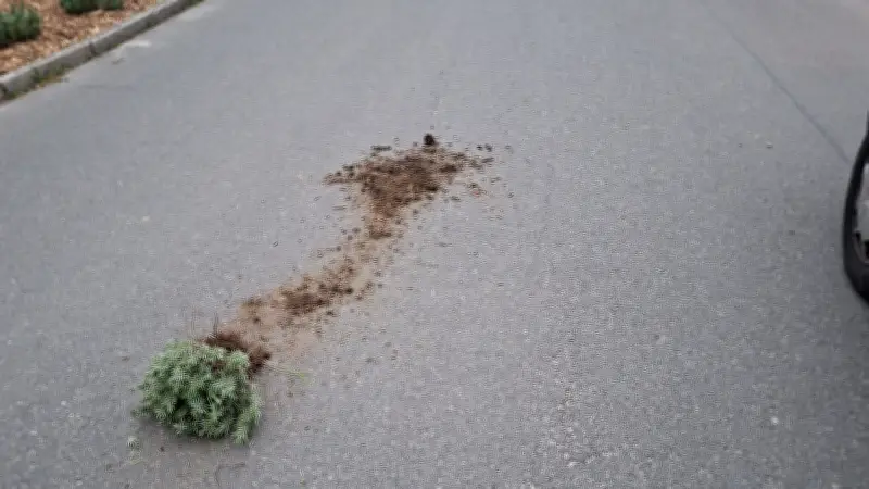 Vandalismus in Axien: Unbekannte reißen Lavendel und Hecken aus