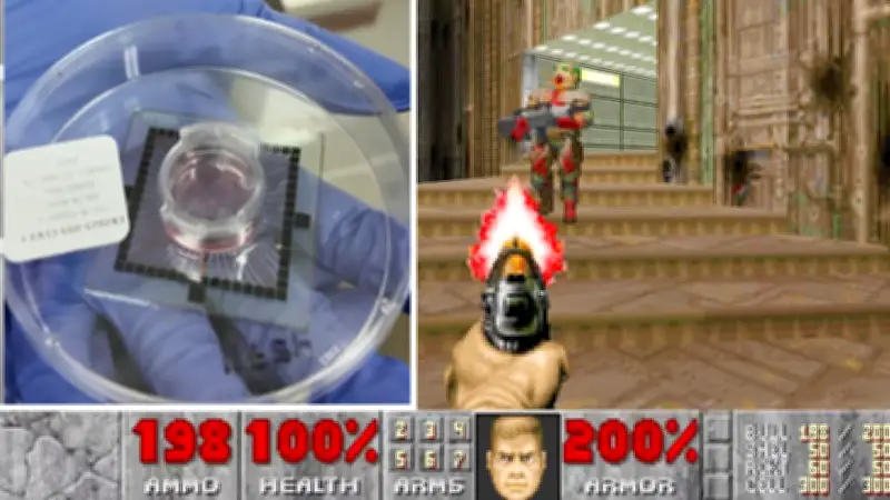 Verblüffender Durchbruch: Forscher lassen Gehirnzellen Videospiele spielen