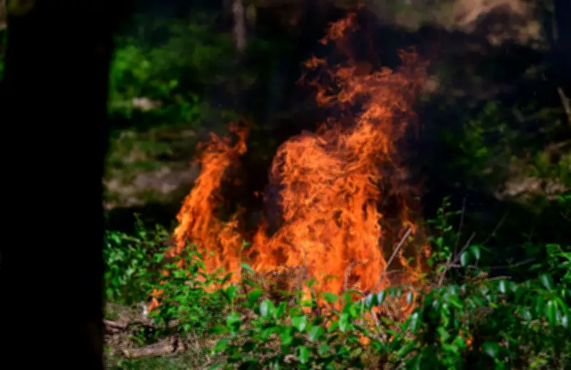 Verdacht auf Brandstiftung im Heidekreis: Pyrotechnik als mutmaßliche Ursache für Waldbrand