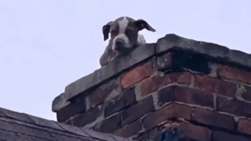 Verloren in luftiger Höhe: Welpe auf einsturzgefährdetem Dach spektakulär gerettet