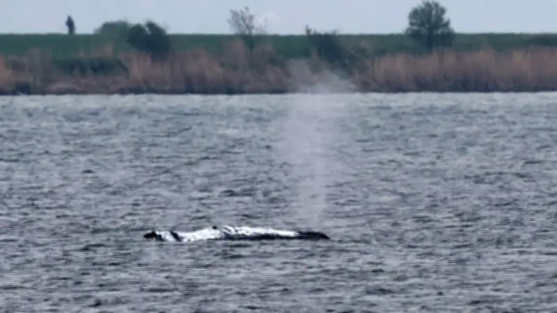 Vierter Tag der Wal-Rettung vor Poel: Wind und steigender Wasserstand könnten Befreiung bringen