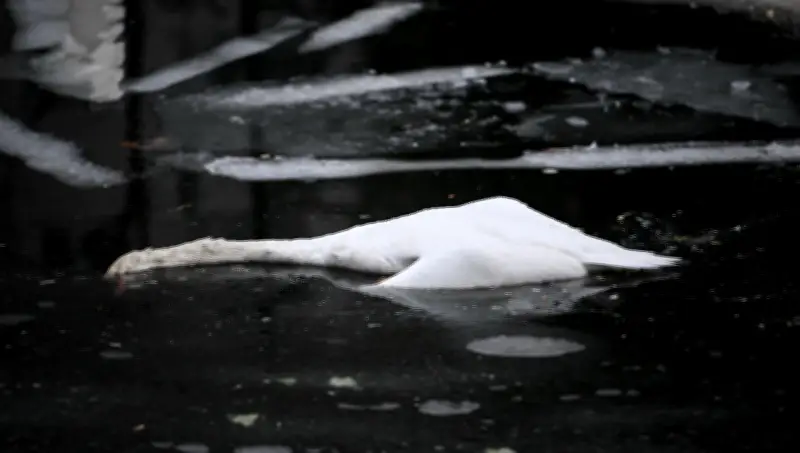 Vogelgrippe in Berlin: Jeder fünfte tote Wildvogel diesen Winter infiziert