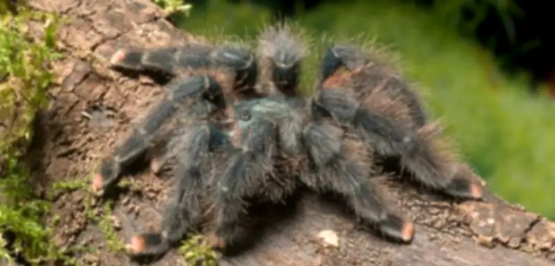 Vogelspinnen-Vergessen in Regionalzug: Frau holt 20 Exoten in Baden-Württemberg ab