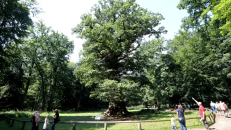 Vogelwelt im Tiergarten Ivenack: Ornithologe führt Frühaufsteher