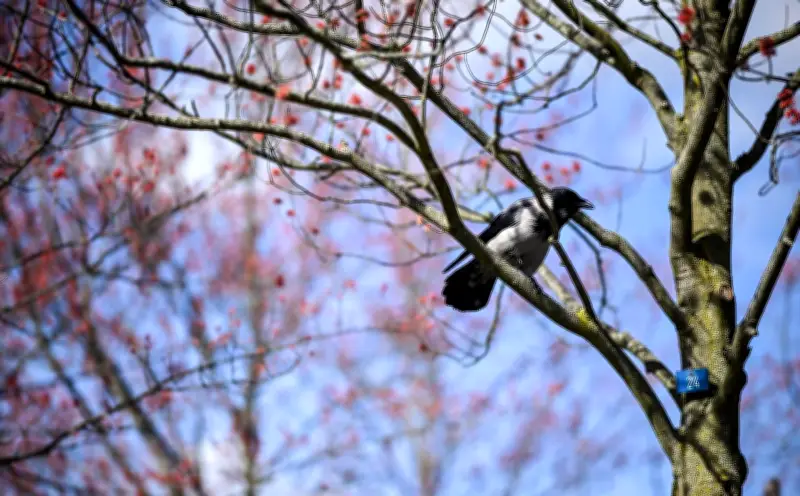 Vogelwelt in Berlin und Brandenburg erholt sich nach frostigem Winter