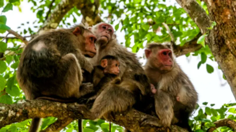 Vom Affen zum Menschen: Vier entscheidende evolutionäre Schritte der Menschwerdung