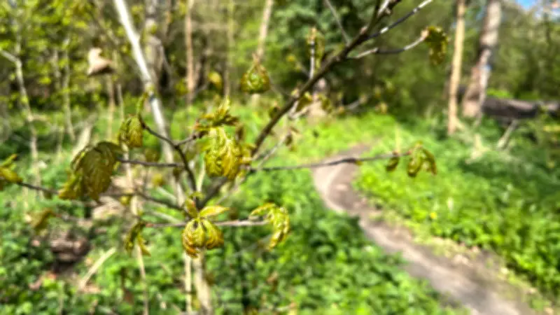 Vom Kahlschlag zum Hoffnungsschimmer: Wie sich das Trothaer Wäldchen erholt