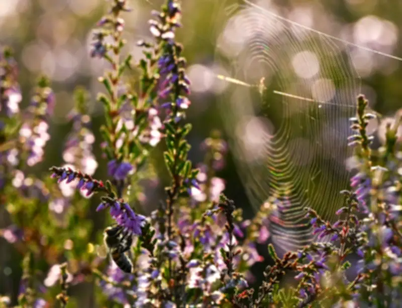Von Asseln bis Spinnen: So verwandeln Sie Ihren Garten in ein Paradies für Nützlinge