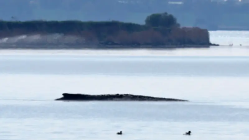 Waghalsige Rettungsmission für gestrandeten Buckelwal vor Poel beginnt heute