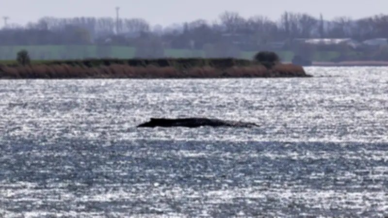 Wal-Drama in der Ostsee: Dienstag könnte über Leben und Tod entscheiden