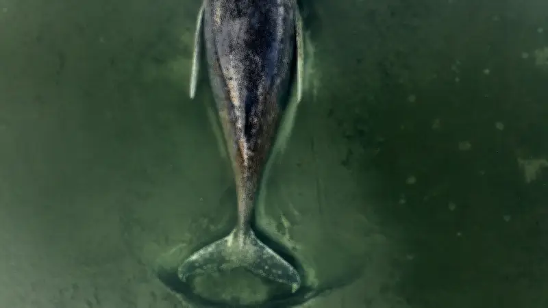 Wal-Drama in der Ostsee eskaliert: Helfer erhalten Morddrohungen nach gescheiterter Rettung