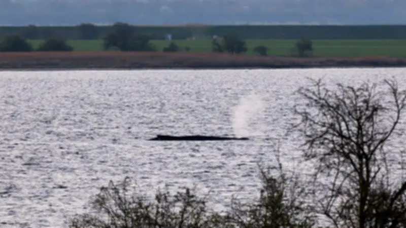 Wal-Drama vor Poel: Ministerium lehnt Rettungsaktion ab - Tier soll in Ruhe sterben