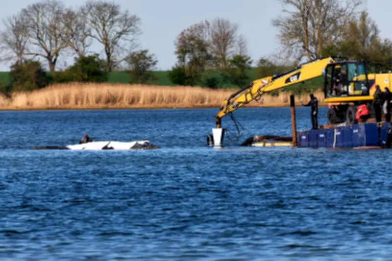 Wal-Drama vor Poel: Nabu fordert Konsequenzen für Meeresschutz