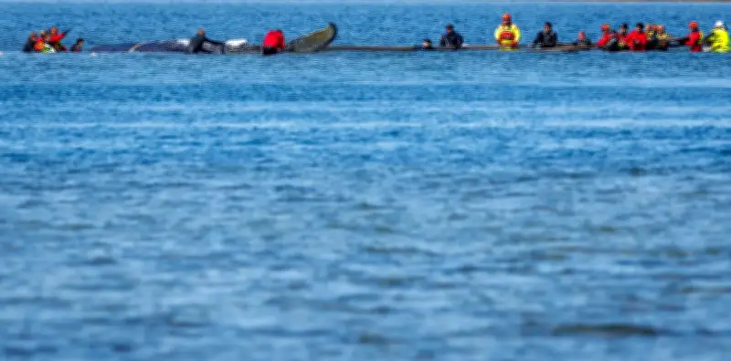 Wal-Geldgeber Gunz nach erfolgreicher Aktion: „Nie so viel gebetet“