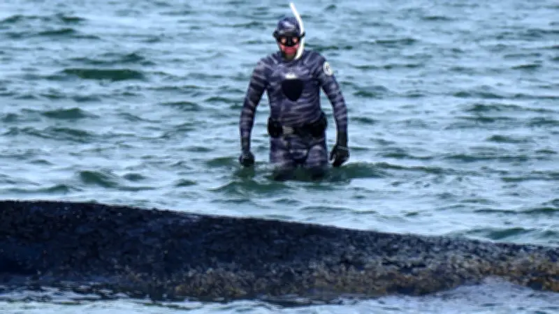 Wal-Retter in der Kritik: Zweifel an Vita und Expertise bei Timmy-Einsatz