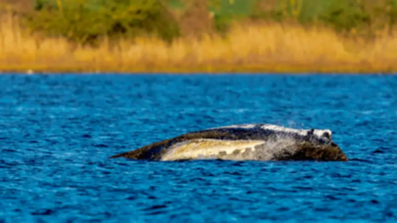 Wal-Rettung in der Ostsee: Zweite Helferin tritt zurück – Timmys Schicksal ungewiss