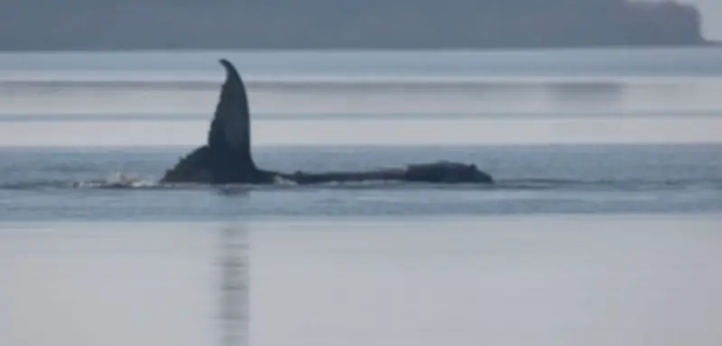 Wal-Rettung vor Poel: Expertenstreit um Rettungsaktion für gestrandeten Buckelwal