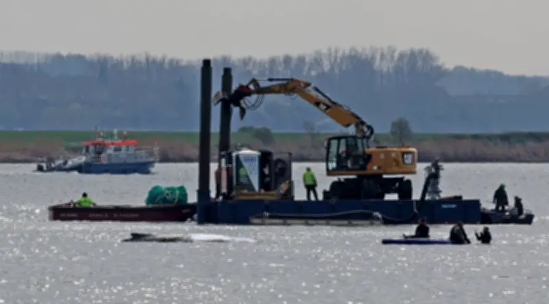 Wal-Rettung vor Poel: Initiatoren schützen Team vor Öffentlichkeit