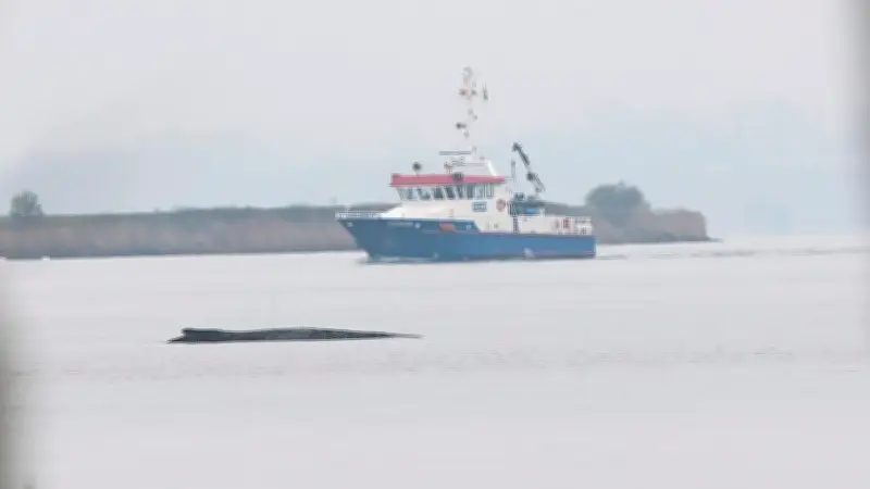 Wal-Rettungsdrama in der Ostsee: Wer hat bei Timmy wirklich das Sagen?