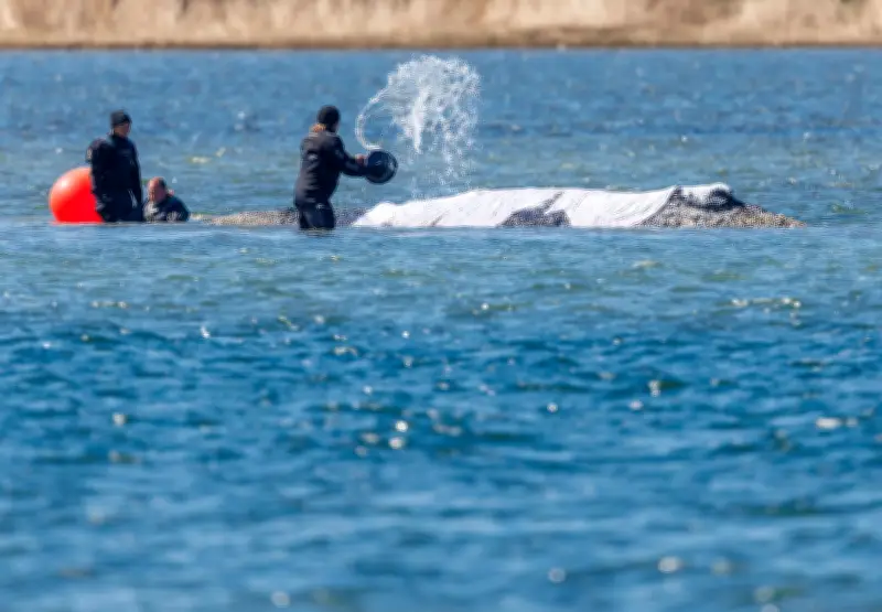 Wal-Rettungskonzept vor Poel muss überarbeitet werden – Zukunft ungewiss