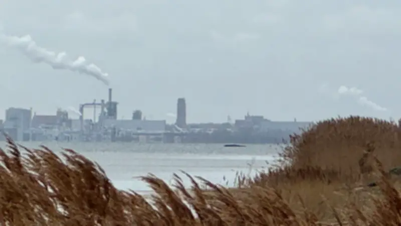 Wal Timmy auf Poel gestrandet: Organe erdrücken den leidenden Buckelwal