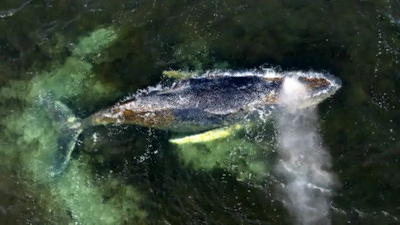 Wal Timmy in der Ostsee: Sterbeprozess und die ethische Frage der Erlösung