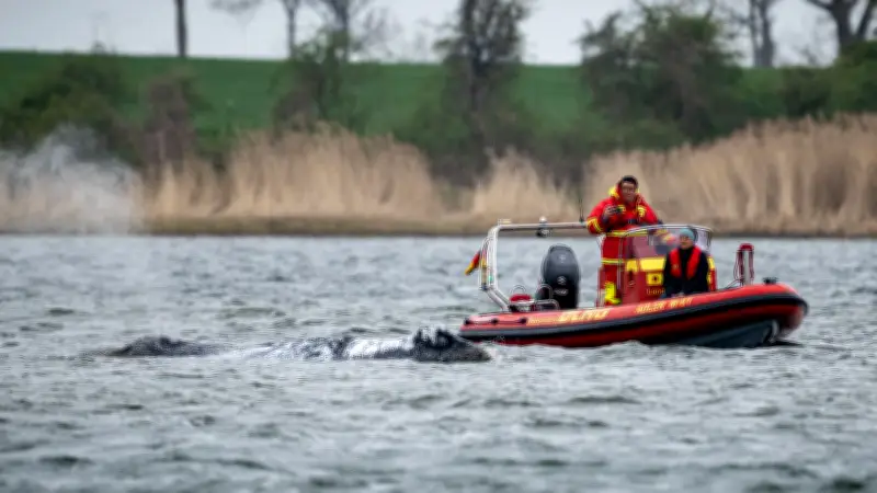 Wal „Timmy“: Rettungskonzept noch nicht genehmigt – Entscheidung vertagt