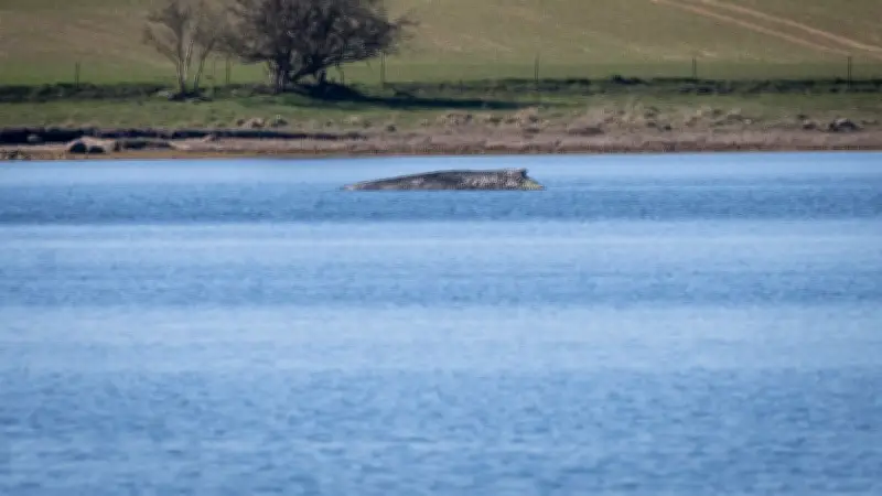 Wal Timmy vor Poel: Hautverletzungen verschlimmern sich - Rettung unwahrscheinlich