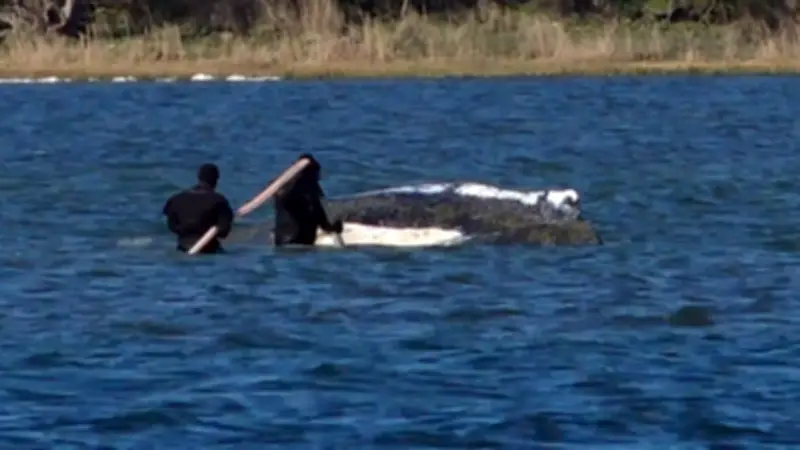 Wal Timmy vor Poel: Ratlosigkeit bei Rettungsversuchen – Buckelwal bewegt sich kaum