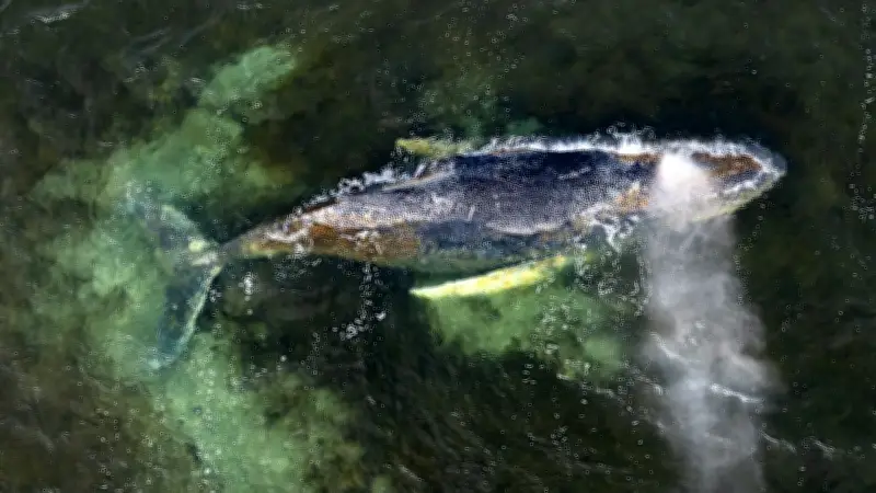 Wal Timmy weiter in Not: Rettungsdebatte spaltet Leser und Experten in Mecklenburg-Vorpommern