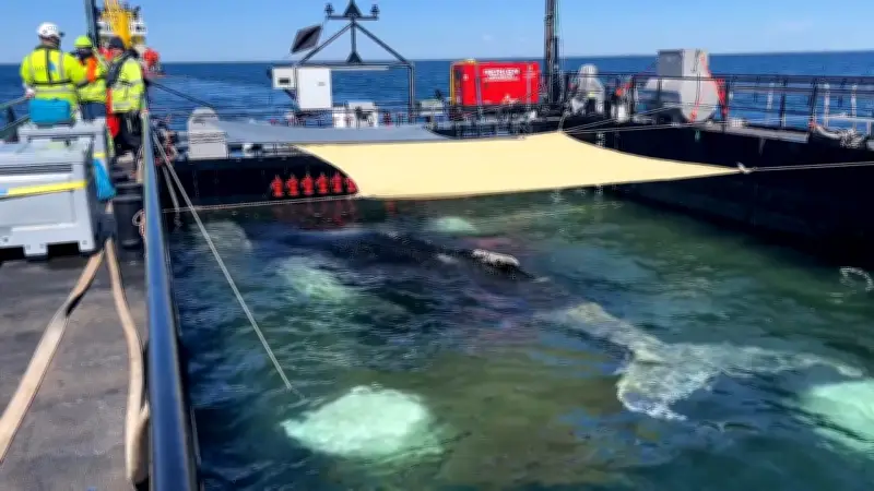 Wal-Transport: Timmy schwimmt in die Nordsee