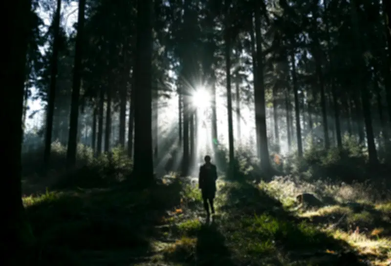 Waldspaziergänge im Frühling: So erkennen und vermeiden Sie Gefahren durch Totholz