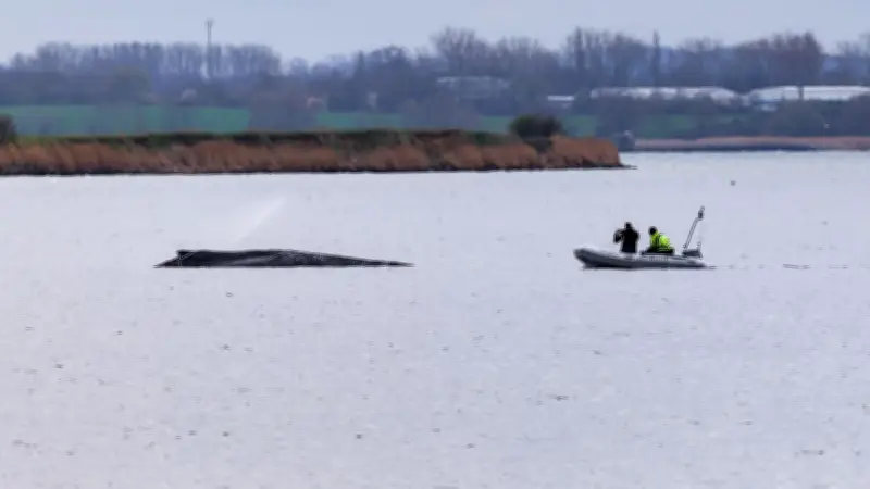 Walforscher Dr. Iain Kerr zu Timmy-Drama: Rettungsversuche waren heldenhaft, aber Optionen düster